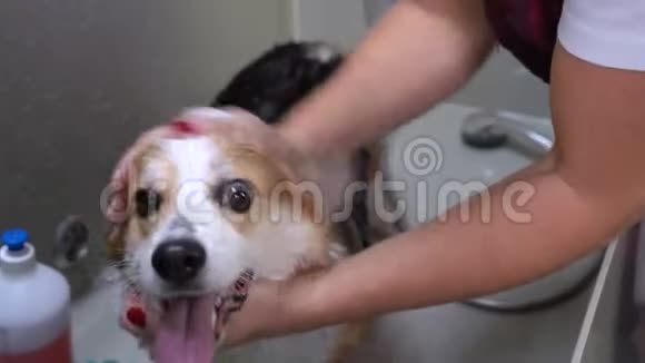 古鲁默把洗发水放在有趣的威尔士科吉彭布罗克狗毛茸茸的湿毛皮上狗在美容美发厅洗泡泡澡视频的预览图