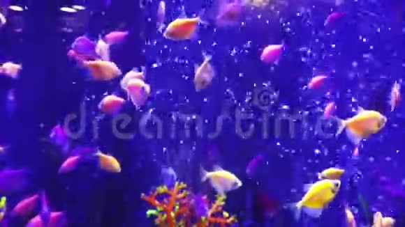 蓝水中的热带鱼类视频的预览图