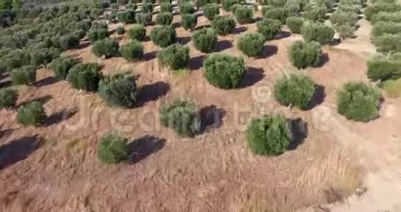 健康的橄榄树从上面连续排列人工林的空中景观慢速视频视频的预览图