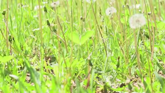 蒲公英的夏季自然背景背景夏季开花植物晴天视频的预览图