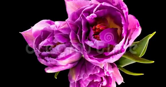 紫色郁金香黑色背景下的一束郁金香的特写美丽的花束五颜六色的郁金香宏观镜头视频的预览图