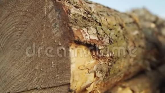 多利树木原木工业木材储存已经爆炸的树干砍柴砍树干原木全景视频的预览图