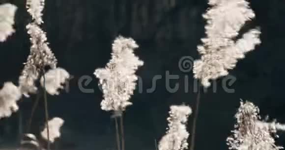 阳光直射的干草在黑暗的背景下在阳光下摇曳视频的预览图