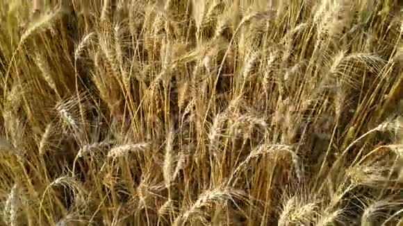 慢动作快关门小麦田关起来农村大田干麦头的成熟种子金麦田分离物视频的预览图