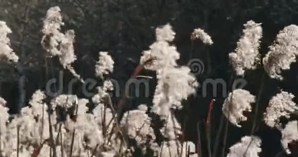 阳光直射的干草在风中摇曳视频的预览图