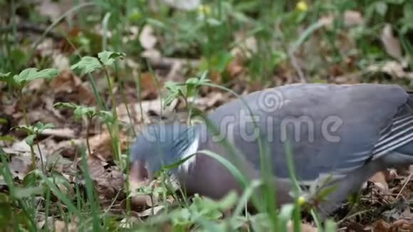 在森林中寻找食物的木鸽科伦巴帕鲁布斯视频的预览图