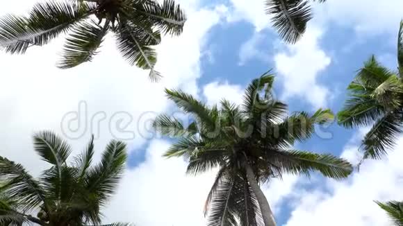 棕榈树对抗蓝天旅游假期自然概念在热带森林背景下仰望风景4Steadicam视频的预览图