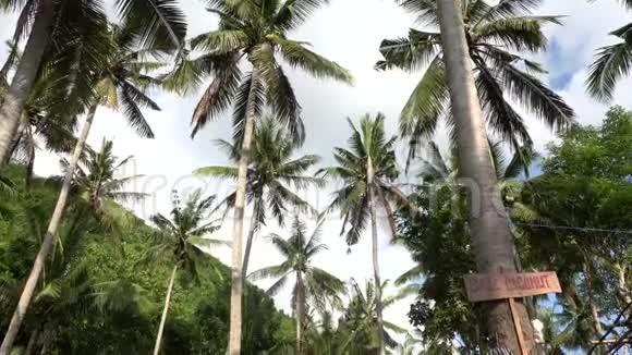蓝天映衬下的棕榈树木制椰子牌出售旅游度假自然观热带仰视图视频的预览图