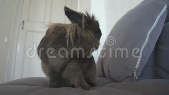 宠物的概念公寓里可爱的装饰兔视频的预览图