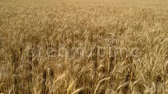 慢动作快关门麦田关闭了农村大田干麦头的成熟种子金麦田分离物视频的预览图