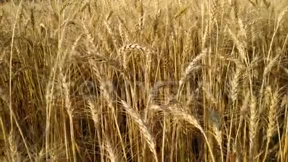慢动作快关门麦田关闭了农村大田干麦头成熟种子金麦田分离物视频的预览图