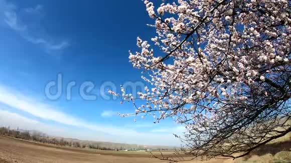 春天的花朵背景在蓝天的背景上开着花的杏子视频的预览图