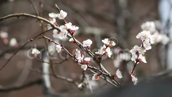 早春樱花树盛开的杏树枝视频的预览图
