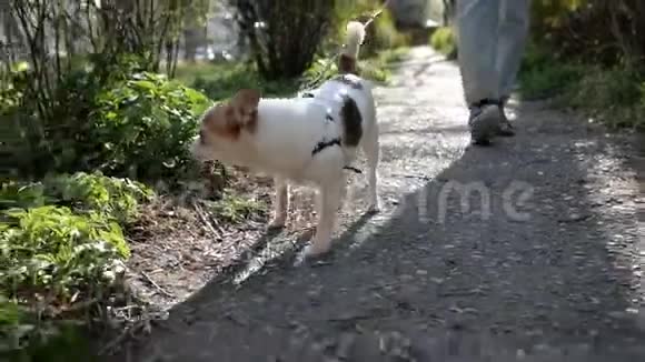 奇瓦瓦狗在森林公园里的树叶里嗅了嗅寻寻觅觅想散步视频的预览图