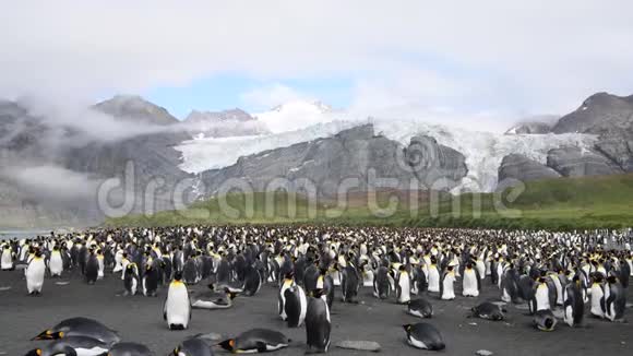 企鹅国王在南乔治亚的殖民地视频的预览图