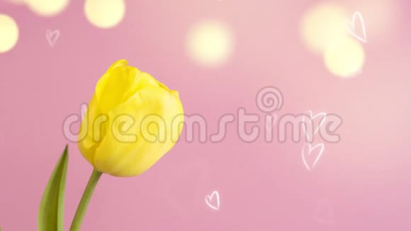 粉红色背景上的黄色郁金香视频的预览图