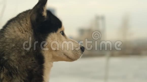 一只哈士奇狗的慢镜头肖像视频的预览图