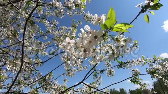 樱花树枝随风摇摆慢动作视频的预览图