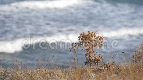 克里米亚草原的植物海浪透过干枯的草地冲刷海岸一种孤独的带刺植物视频的预览图
