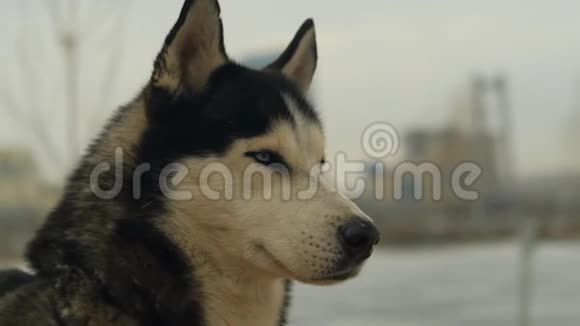 一只哈士奇狗的慢镜头肖像视频的预览图