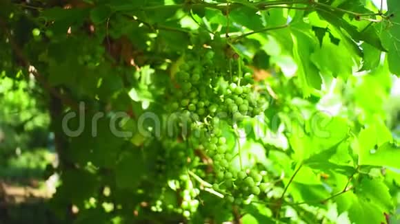 葡萄园中的绿葡萄选择性聚焦花园里成熟的有机水果视频的预览图