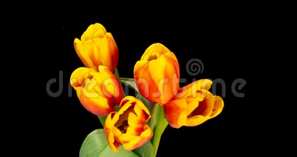 黄红色郁金香黑色背景下的一束郁金香的特写美丽的花束五颜六色的郁金香宏观视频的预览图