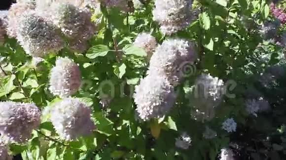 绣球花在风中摇摆的绣球花丛夏天的花丛户外娱乐视频的预览图
