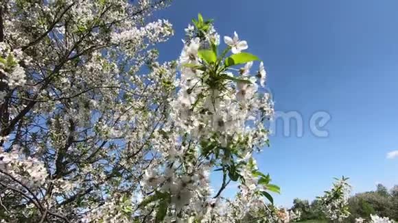 樱花树枝随风摇摆慢动作视频的预览图