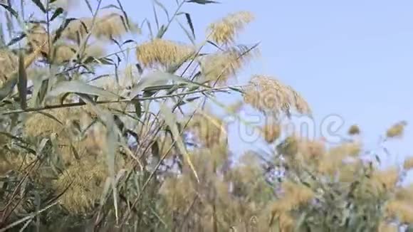 常见的芦苇在风中摇曳干燥的芦苇在河边视频的预览图