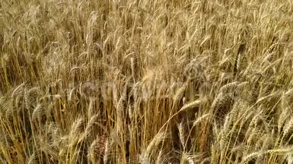 慢动作快关门麦田关闭了农村大田干麦头成熟种子金麦田分离物视频的预览图