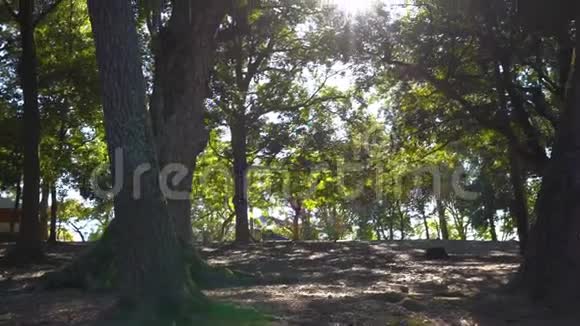 奈良鹿公园与太阳穿过日本4k的树木视频的预览图