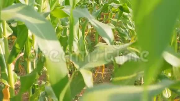 在玉米农场散步视频的预览图