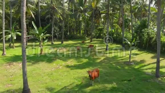 在巴厘岛用椰子棕榈从无人驾驶飞机上看到热带景色视频的预览图