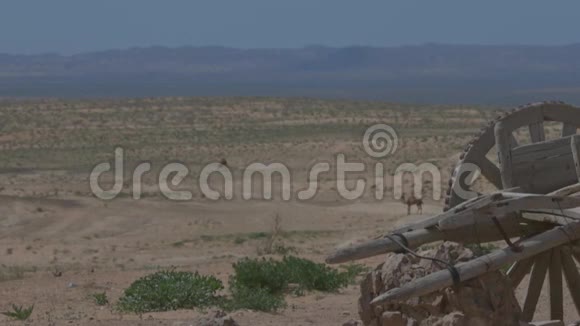 沙漠中的骆驼古老的真正的战车马车关注购物车视频的预览图
