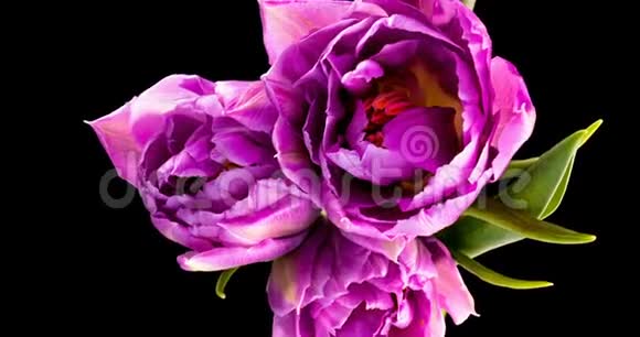 紫色郁金香黑色背景下的一束郁金香的特写美丽的花束五颜六色的郁金香宏观镜头视频的预览图