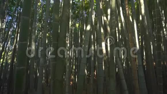 竹树林日本京都阿拉山竹林4k视频的预览图