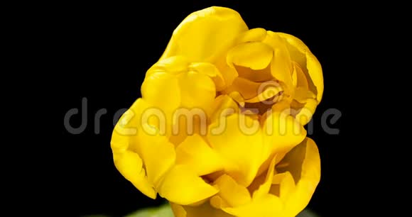 黄色郁金香开放时间在黑色背景阿尔法通道宏观拍摄在黑色背景上春天的时候视频的预览图