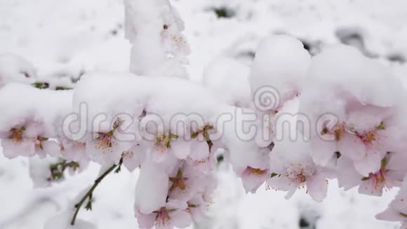 三月美丽绽放的樱桃树开着粉红色的花白雪覆盖的花朵视频的预览图