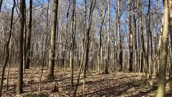 春天的森林在晴朗的天气春天的风景树没有叶子视频的预览图