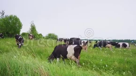 夏天牛群在宽阔的草地上吃新鲜的草视频的预览图