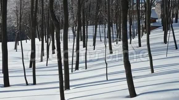 冬天的阳光照在森林树后面的蓝天上雪上有长长的影子视频的预览图