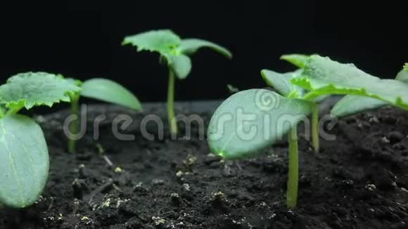 镜头移动过黄瓜幼苗生长的幼芽宏拍超圈时间流逝视频的预览图