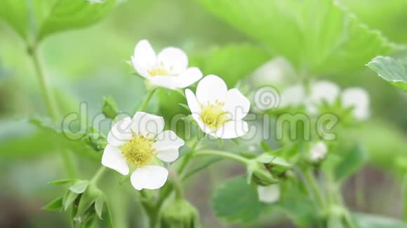 白色草莓花春季开花植物视频的预览图