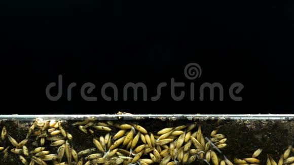 燕麦籽粒根系的发育及其生长地上植物的生长时间推移概念视频的预览图