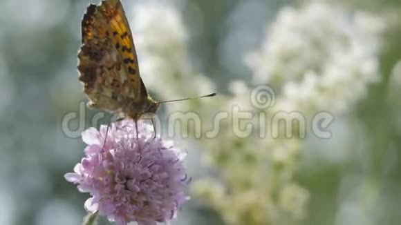 珠蝶的母亲阿格拉亚在花上采集花蜜视频的预览图