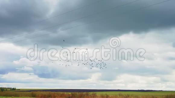 鸟群在空中的输电线路附近飞翔视频的预览图