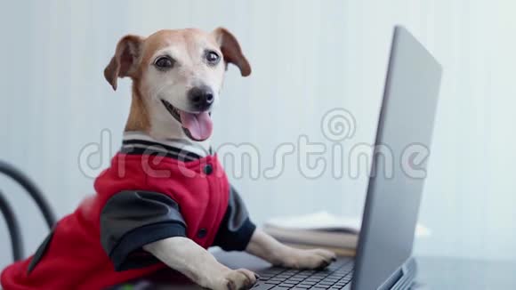 穿红色跳线的快乐狗用电脑看相机视频的预览图