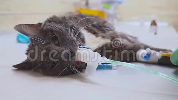 兽医在手术前插入一根特殊的管子猫的嘴里呼吸视频的预览图