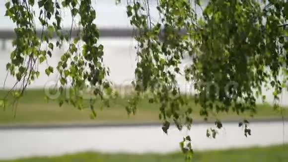 绿桦树在公园和人们的背景下迎风移动视频的预览图
