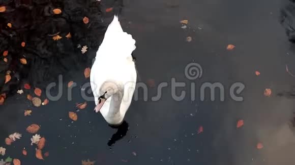 天鹅在池塘里游泳水在秋天公园里高清视频里烧着食物视频的预览图
